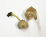 Pluteus semibulbosus image