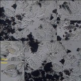 Melaspilea lentiginosa image