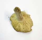 Russula aurea image