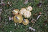 Suillus weaverae image
