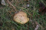 Suillus weaverae image