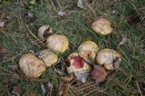Suillus weaverae image