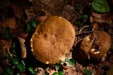 Xanthoconium affine image