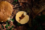 Xanthoconium affine image