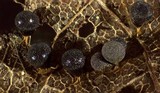 Badhamia foliicola image