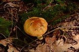 Boletus longicurvipes image