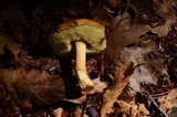 Boletus longicurvipes image