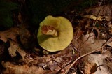 Boletus longicurvipes image
