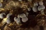 Badhamia foliicola image