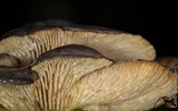 Sarcomyxa serotina image
