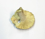 Russula virescens image