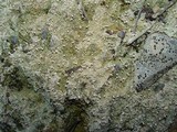Dibaeis baeomyces image