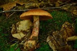 Cortinarius armillatus image