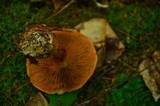 Cortinarius armillatus image