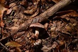 Cortinarius torvus image