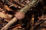 Cortinarius torvus image