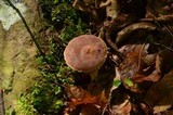 Cortinarius torvus image