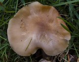 Rhodocollybia butyracea image