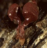 Arcyria ferruginea image