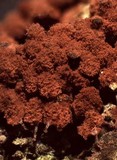 Arcyria ferruginea image