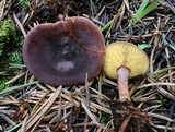 Rugosomyces onychinus image