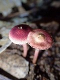 Lepiota erythrosticta image