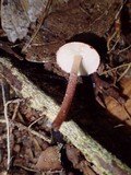 Lepiota erythrosticta image