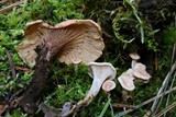 Aphroditeola olida image
