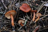 Rhodocybe nitellina image