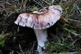 Hygrophorus purpurascens image