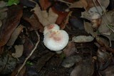 Agaricus lutosus image