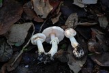 Agaricus lutosus image