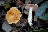 Cortinarius variiformis image