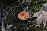 Lactarius hygrophoroides image