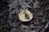 Lactarius hygrophoroides image