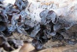 Exidia recisa image