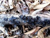 Exidia recisa image