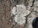 Degelia plumbea image