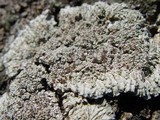 Degelia plumbea image