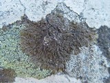 Xanthoparmelia verruculifera image