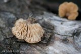 Lentinellus flabelliformis image