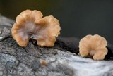 Lentinellus flabelliformis image