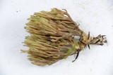 Ramaria apiculata image