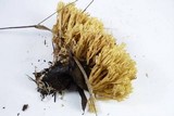 Ramaria apiculata image