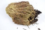 Ramaria apiculata image
