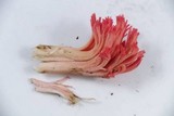 Ramaria araiospora image