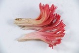 Ramaria araiospora image
