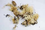 Ramariopsis kunzei image