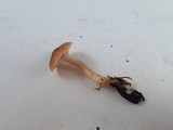 Rhodocybe nuciolens image
