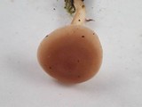 Rhodocybe nuciolens image